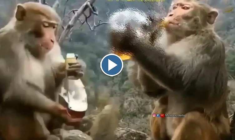 Monkey Video: दारू पीकर टल्ली हो गए बंदर ने जमकर मचाया उत्पाद, वीडियो देख लोग बोेले-'इसका सही है'