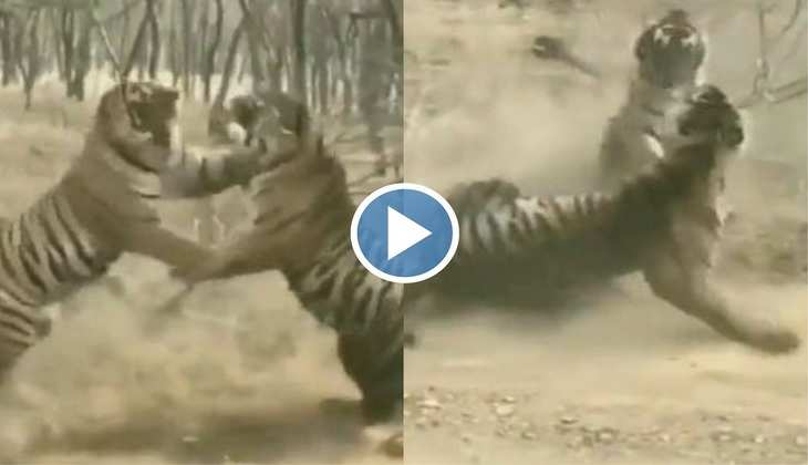Viral Video: दईया रे! आपस में बुरी तरह से लड़ पड़े दो चीते, वीडियो देख लोग बोले-'लड़ाई हो तो ऐसी'