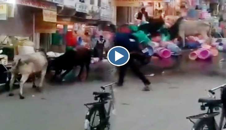 Viral Video: OMG! लड़ते-लड़ते दुकान में घुस गए दो सांड, देखिए फिर क्या हुआ