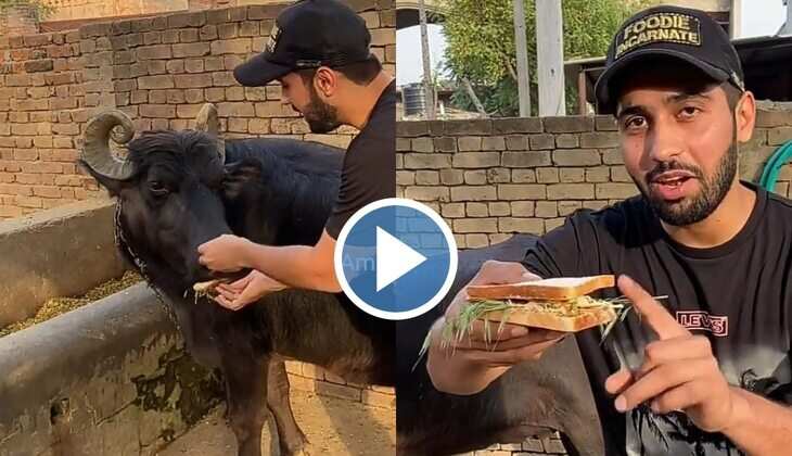 Buffalo Viral Video: भैंस के लिए तैयार किया गया मल्टीग्रेन देसी सेंडविच, खाने के बाद दिए गजब के एक्सप्रेशन