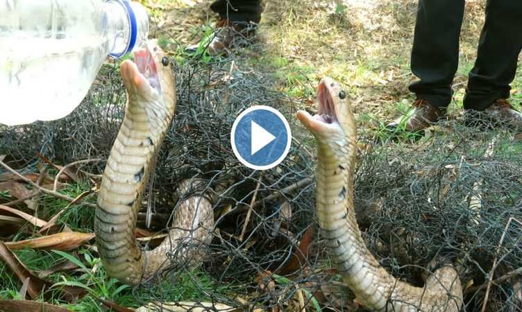 Snake Viral Video: शख्स ने कोबरा सांप की बचाई जान, देखते ही देखते नाग देवता बोतल से गटागट पी गए पानी