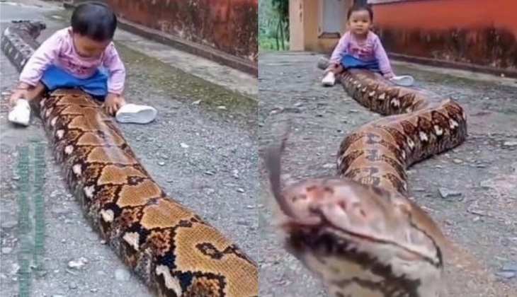 Snake Video: हे भगवान...विशाल अजगर के ऊपर बैठ गया छोटा सा बच्चा, देखिए फिर क्या हुआ