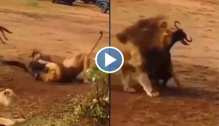 Viral Video: ओ तेरी की! बब्बर शेर ने एक सेंकेड में कर लिया शिकार, वीडियो देख खुला रह जाएगा मुंह