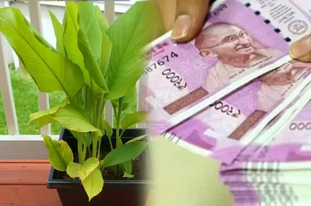 Vastu For Wealth: कुबेर जी की कृपा पाने के लिए रोजाना करें इस पेड़ की पूजा, होगी धन की झमाझम वर्षा