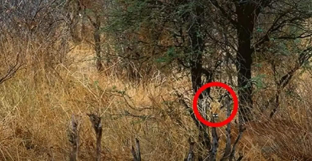 Optical Illusion: दम है तो ढूंढ़कर बताइए इस तस्वीर में छिपे हुए हिरण को,आपके पास हैं महज 30 सेकेंड