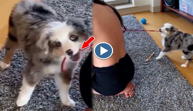 Dog Video: Haww! डॉगी ने खोल दी लड़की के ब्रा की डोर, वीडियो देख लोग बोले-'ये तो बहुत...'