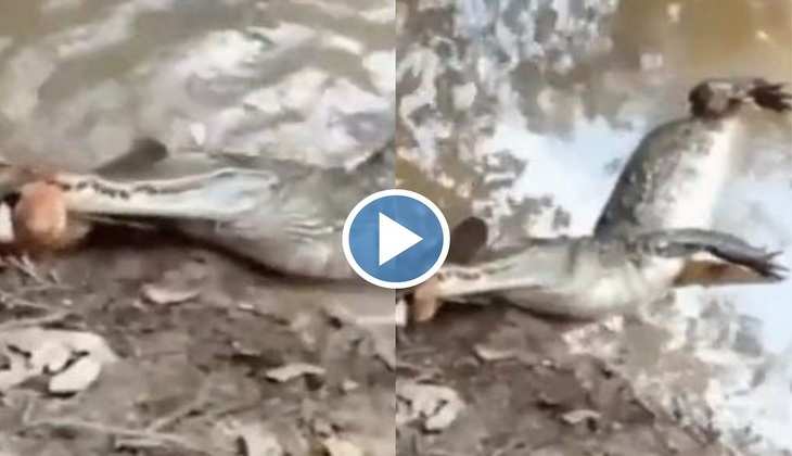 Viral Video: हाय रे! मछली समझकर 860 वोल्ट का तार पकड़ बैठा मगरमच्छ, आगे देखिए फिर क्या हुआ