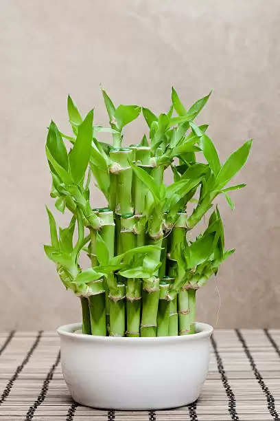 Vastu tips for plant: इस पौधे को लगाने से दूर होते हैं आर्थिक संकट, घर आती हैं देवी लक्ष्मी…