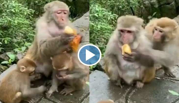 Viral Video: ओ तेरी! खाने को लेकर बंदरों में मच गई भयंकर रूप से छीना छपटी, देखिए वीडियो