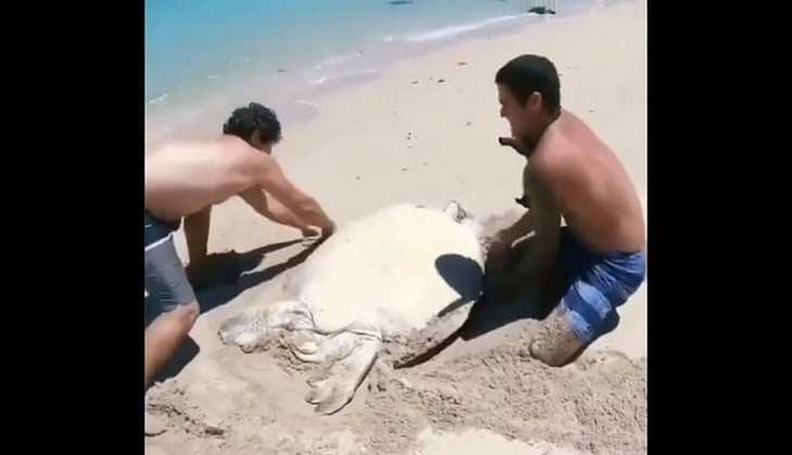Viral Video: समुद्र किनारे उल्टा होगया था विशालकाय कछुआ, लोगों ने इस तरह की मदद, देखें वीडियो