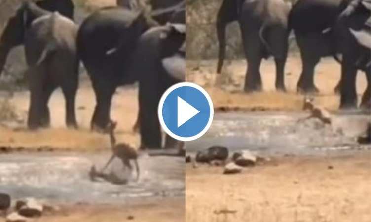 Elephant Viral Video: हिरन पर मगरमछ ने कर दिया हालमा, फरिश्ता बनकर आए गजराज बचाई जान