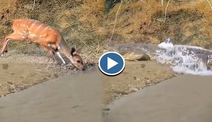 Viral Video: अरे बाप रे! नदी किनारे पानी पी रहा था हिरण, देखिए फिर मगरमच्छ ने कैसे 200 की स्पीड में किया अटैक