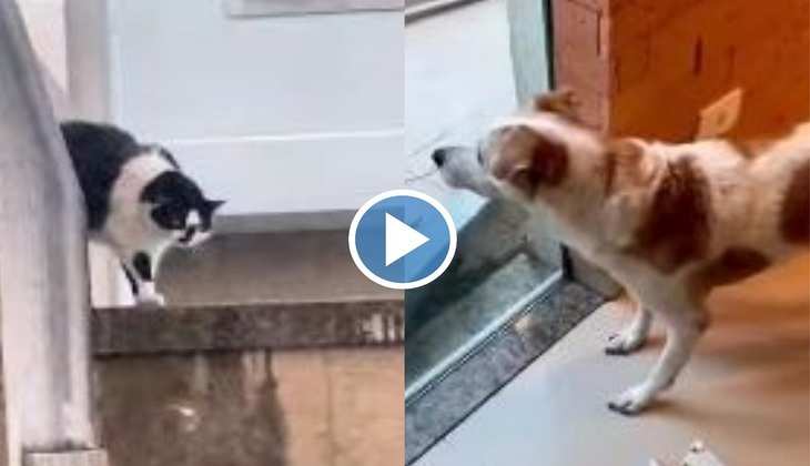 Dog Video: काली बिल्ली को देखकर जोर-जोर से कांपने लगा कुत्ता, वीडियो देख हंस-हंसकर फूल जाएगा पेट