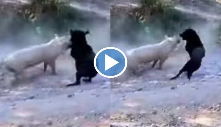 Viral Video: सुअर ने कुत्ते को बुरी तरह से खदेड़ा, देखिए दोनों के बीच की तगड़ी वाली लड़ाई