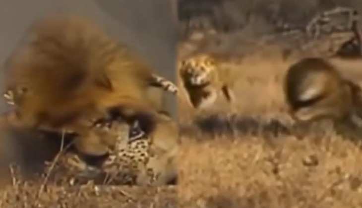 Viral Video: बब्बर शेर ने मिनटों में किया चीते का शिकार, कमजोर दिल वाले न देखें वीडियो