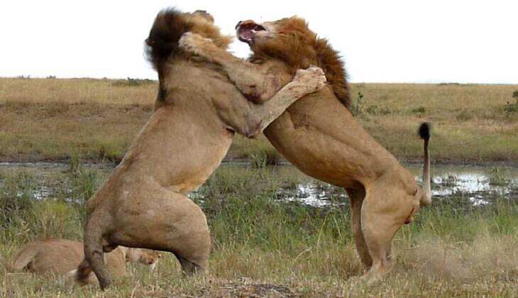 Babbar Sher ki Ladai: बाप रे! बुरी तरह से एक दूसरे पर बरस पड़े बब्बर शेर, मजबूत दिल वाले देखें ये लड़ाई