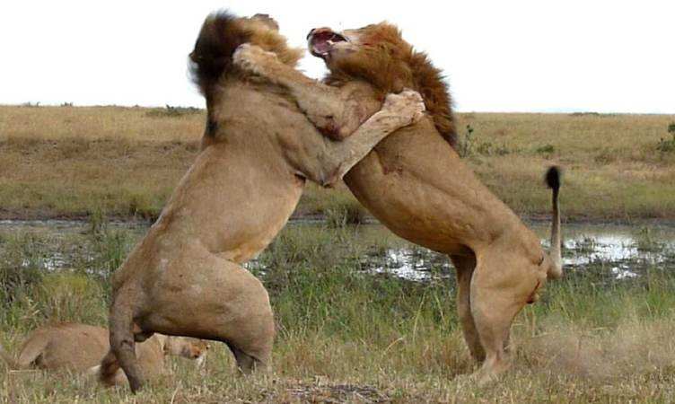Babbar Sher ki Ladai: बाप रे! बुरी तरह से एक दूसरे पर बरस पड़े बब्बर शेर, मजबूत दिल वाले देखें ये लड़ाई
