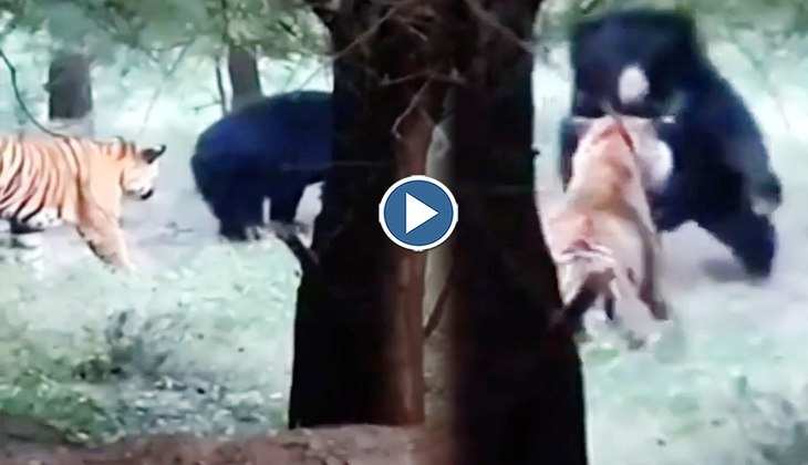 Viral Video: भालू पर धावा बोलना टाइगर को पड़ा बहुत महंगा! लोग बोले-'ये तो गयो', देखिए वीडियो