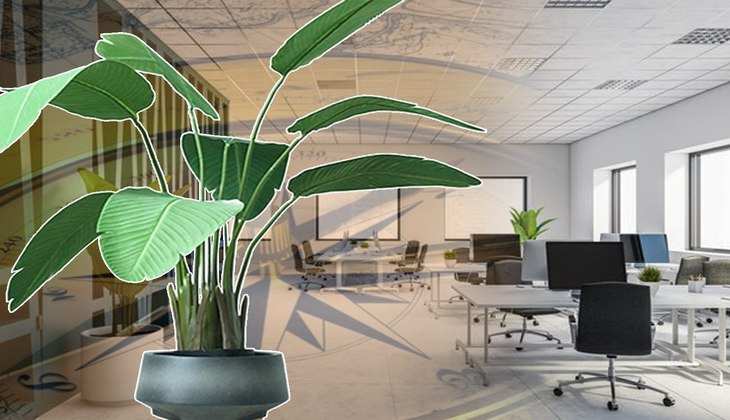 Lucky Plants For Office: नौकरी या व्यापार में सफलता पाने के लिए, आज ही ऑफिस की डेस्क पर लाकर रखें ये शानदार पौधे