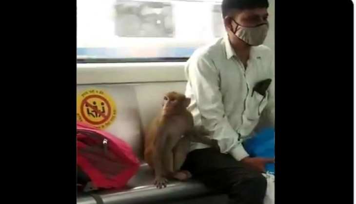 Vedio Viral: दिल्ली की मेट्रो में घुसा बंदर तो थमी यात्रियों की सासें, इस युवक ने दिखाई बहादुरी