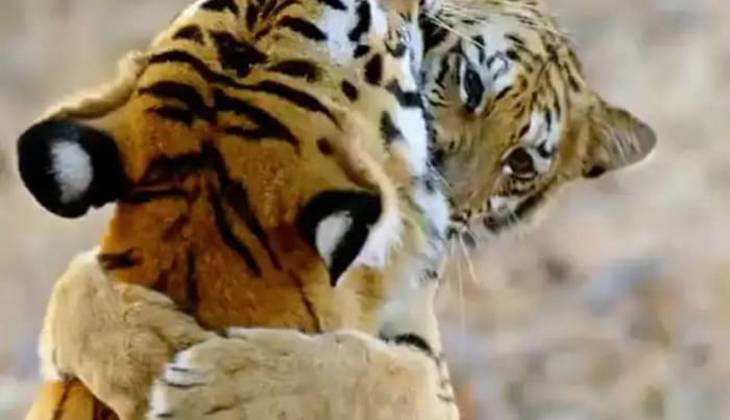 Viral video: बाघ शावक ने ऐसा क्या किया, जो सोशल मीडिया पर रहे उसके चर्चे, देखिए ये वायरल वीडियो