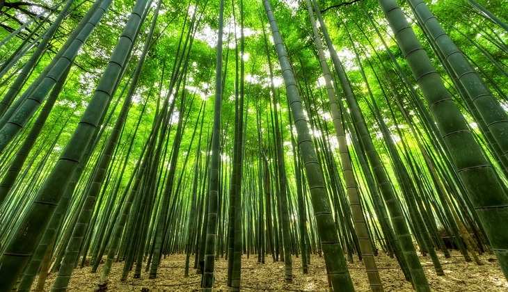 इस सरकार ने Bamboo को जंगली पौधे की लिस्ट से किया बाहर, बताया यह कारण