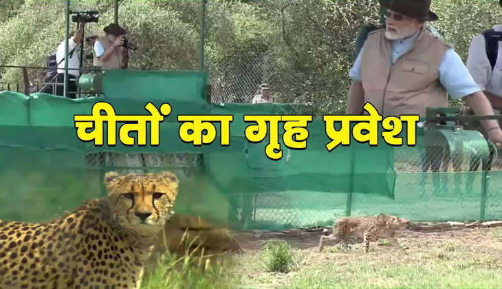 Cheetah Is Back: 70 साल का इंतजार आज खत्म, PM मोदी ने कूनो नेशनल पार्क में चीतों को छोड़ा,  देखें ये ऐतिहासिक पल