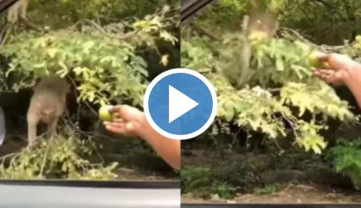 Monkey Viral Video: फल लेने के चक्कर में जमीन पर धड़ाम से गिरा बंदर, वीडियो देख नहीं रोक पाएंगे हंसी