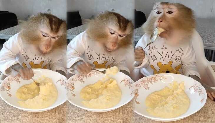 Viral Video: बंदर ने इतनी सफाई से खाई रबड़ी तो लोग बोले-'ये तो बच्चों से समझदार निकला'