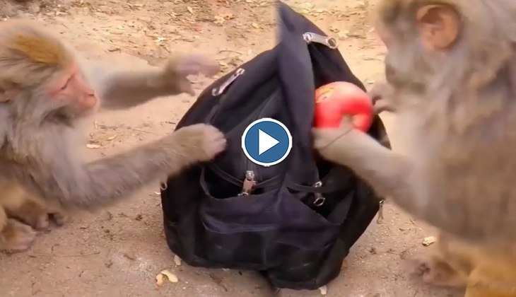 Viral Video: बैग की चेन खोलकर धीरे से सेब चुरा ले गया बंदर, वीडियो देख पक्का छूट जाएगी हंसी