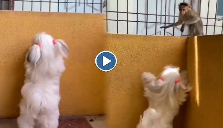 Dog Video: लड़ाई में बंदर ने नोंच ली फीमेल डॉगी की चोटी, वीडियो देख लोग बोले-'लड़की से पंगा नहीं लेने का'