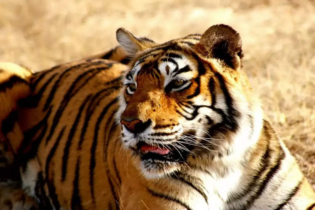 20 साल की खोज के बाद पकड़ा गया बंगाल के 70 बाघों के कातिल