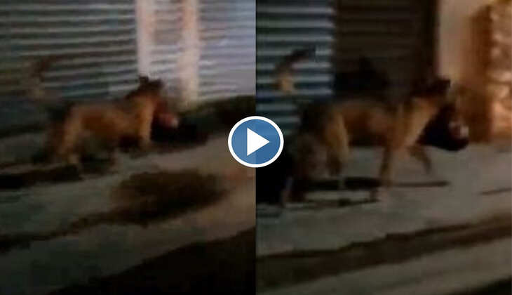 मेक्सिको से दिल दहला देने वाला वीडियो आया सामने, इंसान का सर मुंह में दबाए ले जा रहा कुत्ता, देखें Video