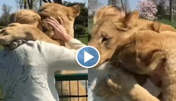 Viral Video: महिला को देखते ही शेरनियों में उमड़ पड़ा जबरदस्त प्यार, देखिए हैरान कर देने वाला वीडियो