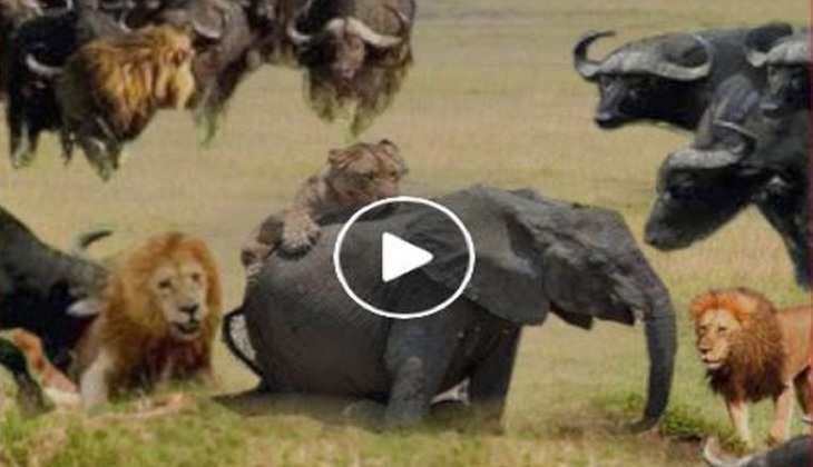 Viral Video: हथिनी के बच्चे पर घात लगाकर बैठ रहे शेर और शेरनी, देखिए फिर कैसे किया अटैक