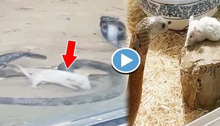 Viral Video: हाय दईया! दो जहरीले कोबरा सांपों से अकेले ही भिड़ गया सफेद चूहा, देखिए फिर आगे क्या हुआ