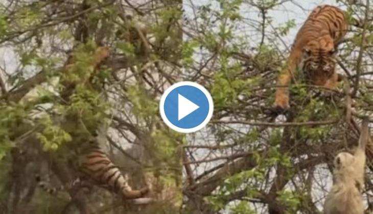 Cheetah Attack Video: चीते ने बड़ी फुर्ती के साथ बंदर पर किया हमला, चतुराई दिखाकर बंदर ने दे दिया चकमा