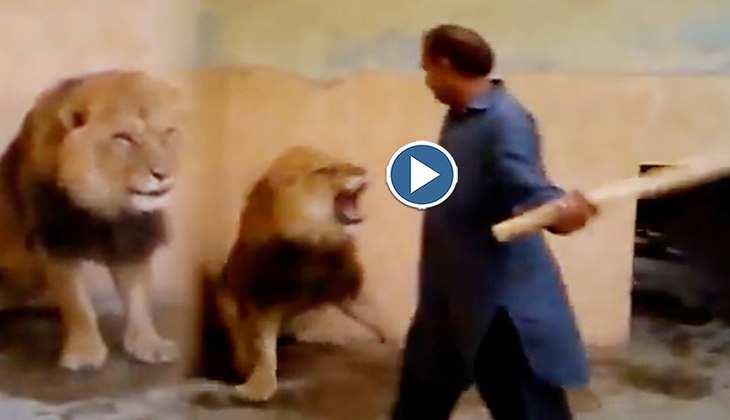 Viral Video: OMG! शेर और शेरनी को डंडा दिखाकर डरा रहा ये शख्स, खौफनाक वीडियो हो रहा वायरल