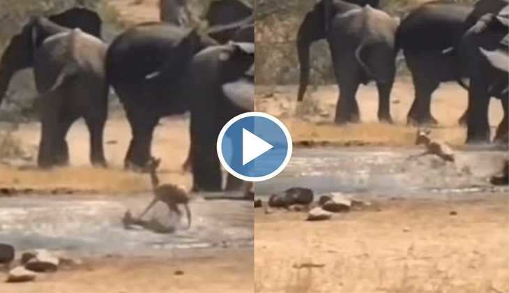 Viral Video: हिरण को खाने जा रहा था मगरमच्छ, तभी आ धमके गजराज! देखिए कैसे बचाई जान