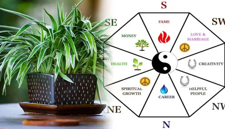 Spider plant benefits: मनी प्लांट की तरह ही धन का फायदा कराता है ये पौधा, आज ही घर के आंगन में लगाएं...