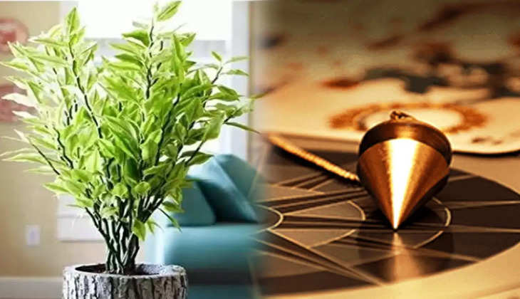 Lucky plant: घर के आंगन में लगाएं मोहिनी पौधा, धन के साथ जीवन में बरसेंगी खुशियां ही खुशियां