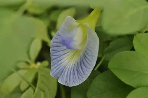 Vastu For Plant: इस चमत्कारी पौधे को लगाते ही खुशियों से भर जाएगी आपकी झोली…