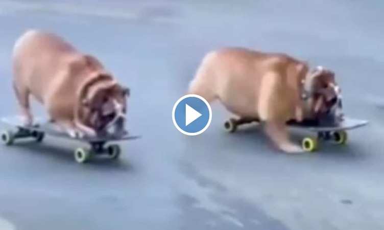 Dog Viral Video: इंसानों से भी गजब स्केटिंग करता नजर आया कुत्ता, वीडियो देख हैरान रह गए लोग