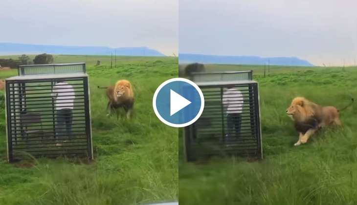 Viral Video: हे भगवान! पिंजरे में बंद लड़की पर शेर ने कर दिया हमला, वीडियो देख आपकी भी धड़कने हो जाएंगी तेज