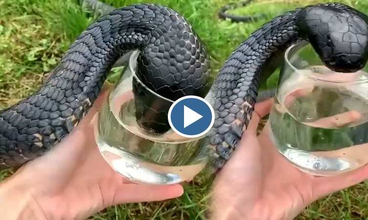 Snake Video: हे राम! हाथ में गिलास लेकर सांप को पानी पिला रहा ये शख्स, देखिए खौफनाक वीडियो