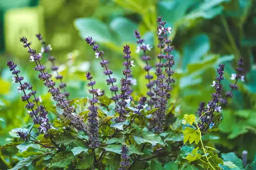 Vastu tips for plant: इन पांच पौधों को लगाने से घर में होगा लक्ष्मी का वास, दूर होगी आर्थिक परेशानियां...