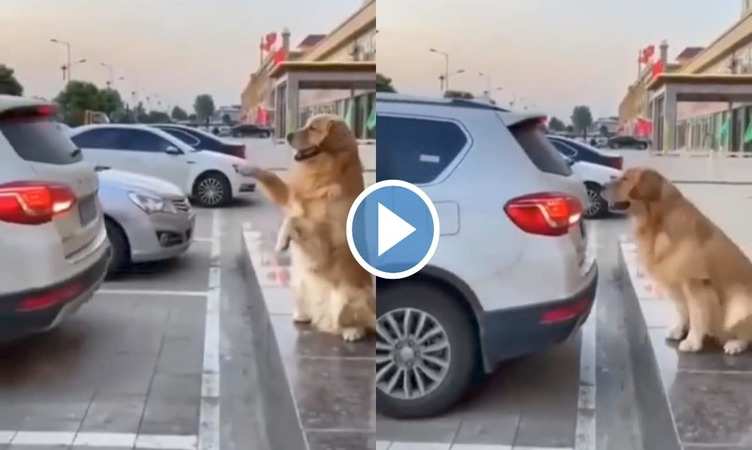 Dog Viral Video: कुत्ते ने बड़ी समझदारी से पार्क करवाई अपने मालिक की गाड़ी, लोग बोले 'सबसे स्मार्ट डॉगी'