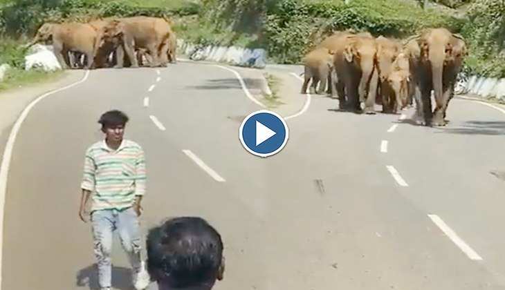 Viral Video: जंगली हाथियों के संग फोटो लेेना हो जाता जानलेवा, देखिए गजराज ने कैसे किया हमला