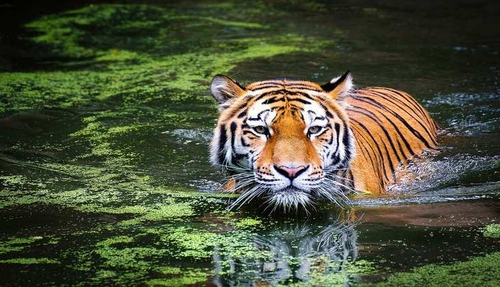 20 साल की खोज के बाद पकड़ा गया बंगाल के 70 बाघों के कातिल
