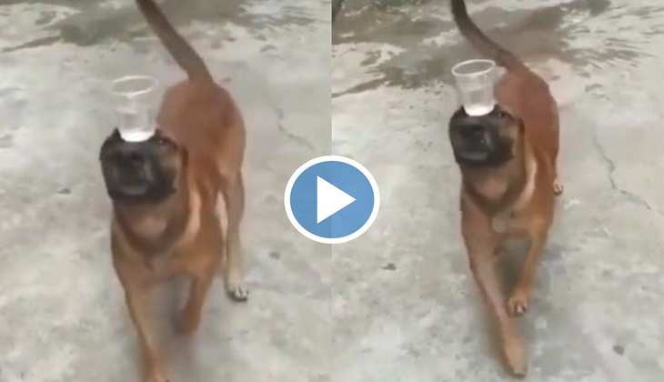 Dog Video: कुत्ते ने दिखाया गजब का स्टंट, वीडियो देख लोग बोले-'इसे कहते हैं बैलेंस'